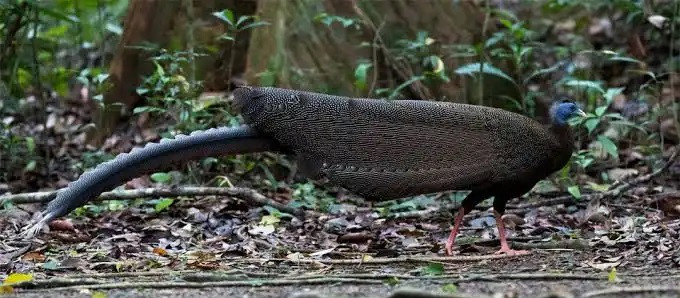 Harapan Baru dari Hutan Kalimantan: Tarian Kuau Kalimantan Terekam Kamera Jebak CAN