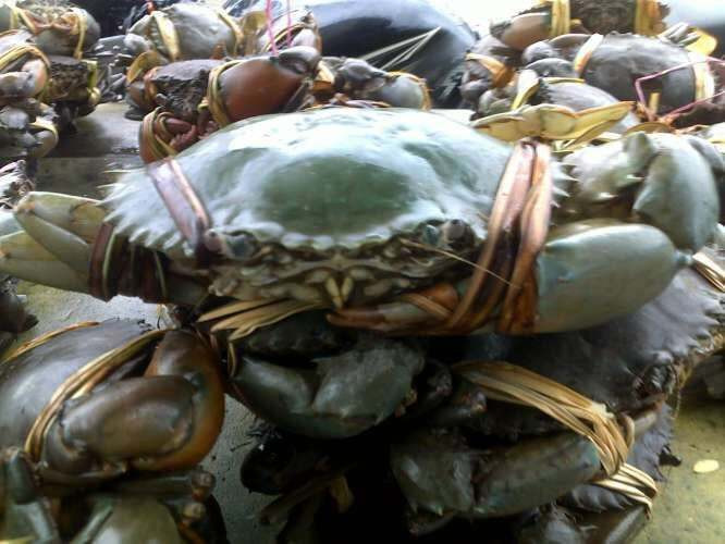 Harga Kepiting di Tarakan Terjun Bebas Jelang Nataru, Nelayan Duga Ada Permainan Mafia Pasar